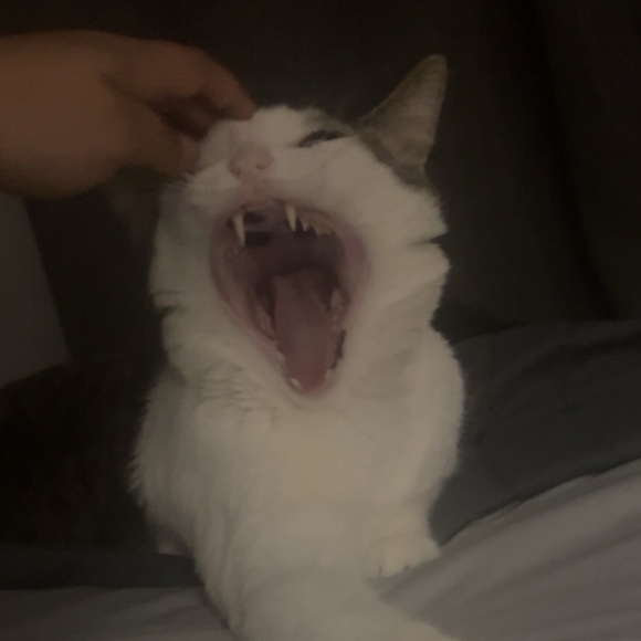 Meet your Posher, Angel - Picture 1 of 1